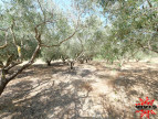 vente Terrain agricole Cazouls Les Beziers