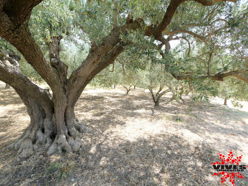 vente Terrain agricole Cazouls Les Beziers - Photo 10