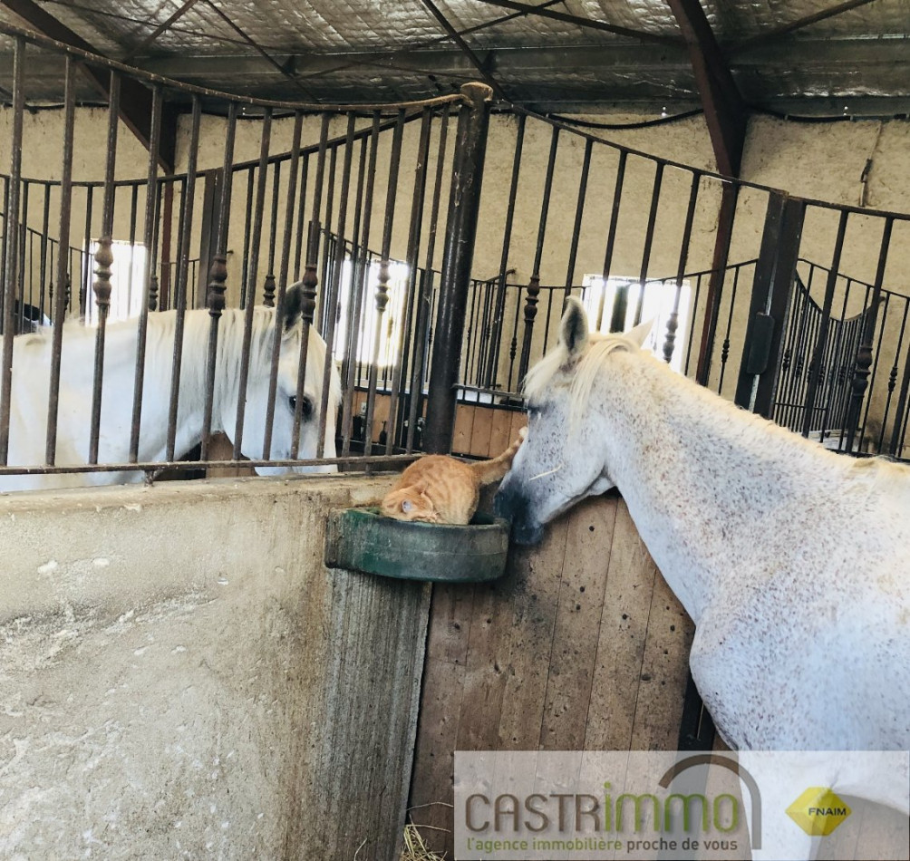 vente Haras / equestre Castries - Photo 5