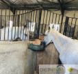 vente Haras / equestre Castries