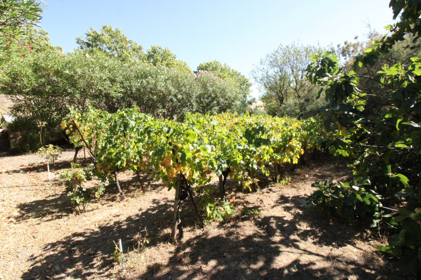 vente Maison de caractère Cruzy - Photo 10