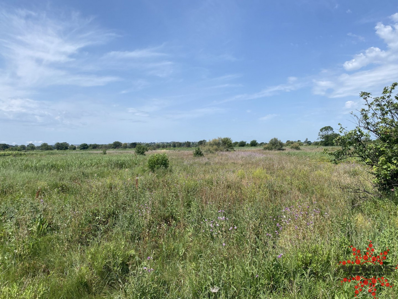 vente Terrain agricole Lespignan - Photo 3