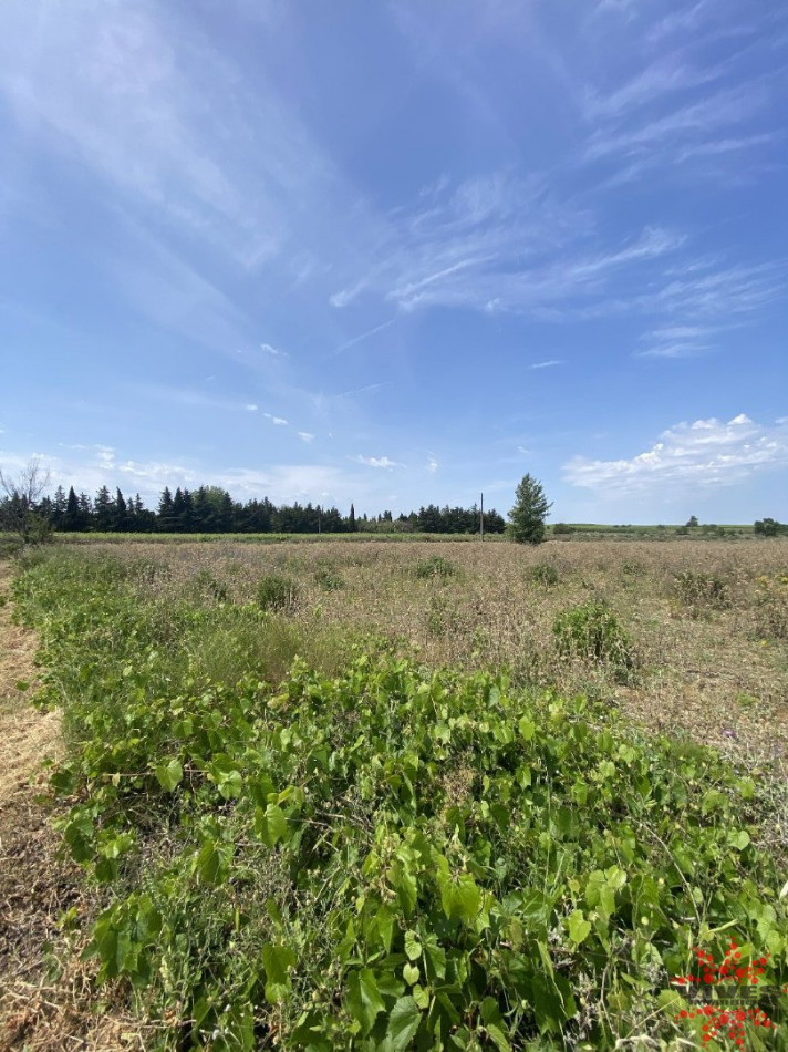 vente Terrain agricole Lespignan - Photo 3