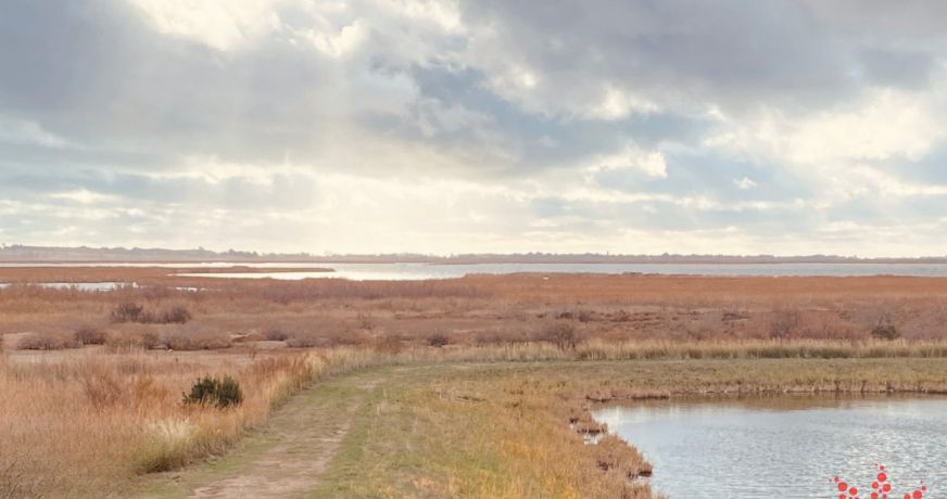 vente Terrain Vendres