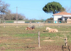 à vendre Haras / equestre Condom