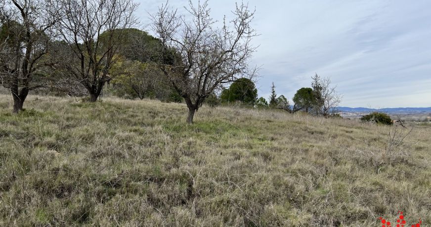 vente Terrain agricole Maraussan