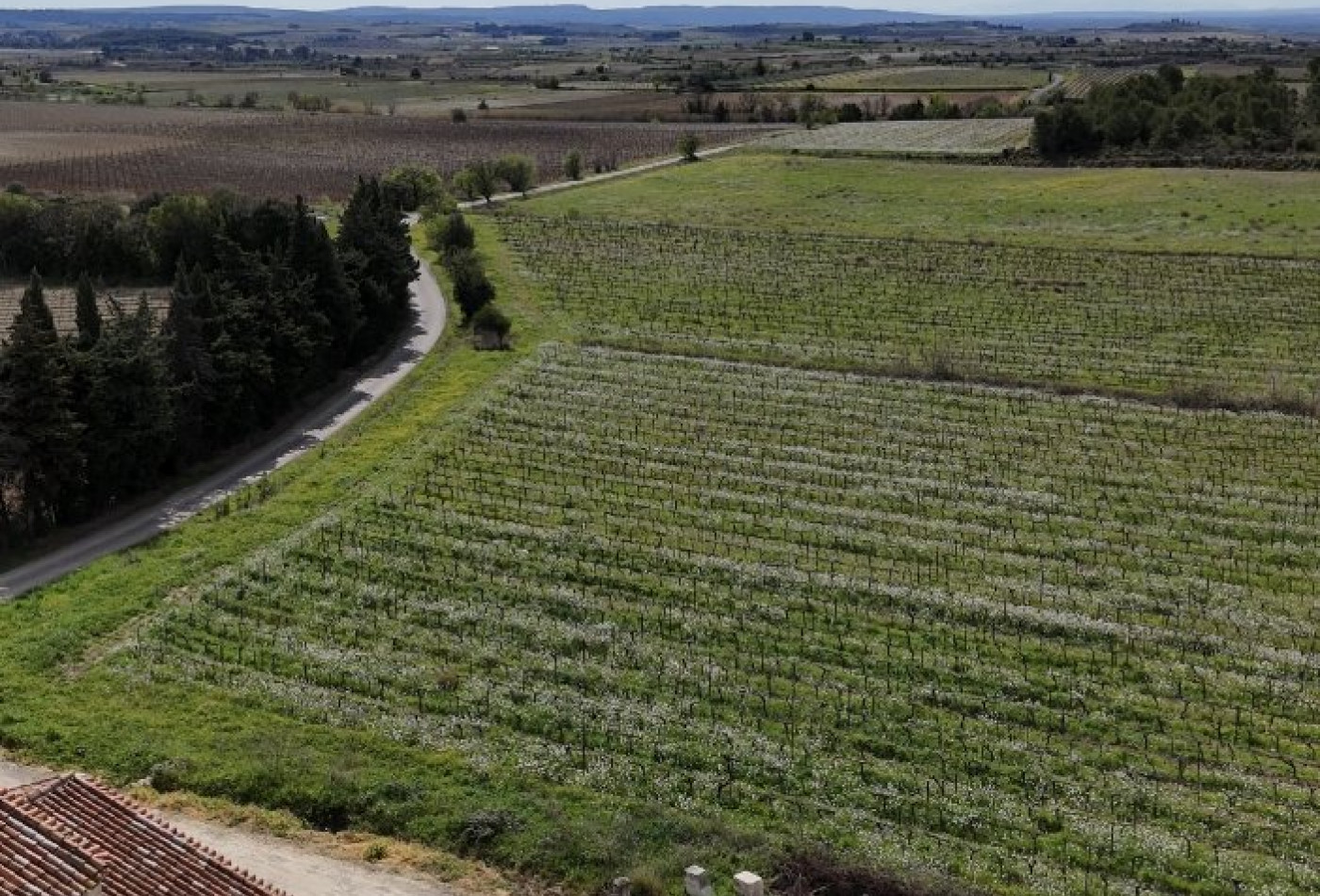 vente Propriété viticole Puisserguier - Photo 1