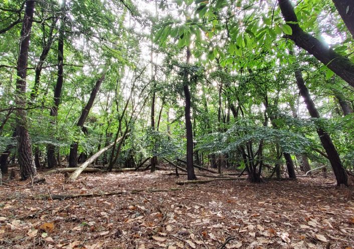 à vendre Terrain boisé – forêt Langon