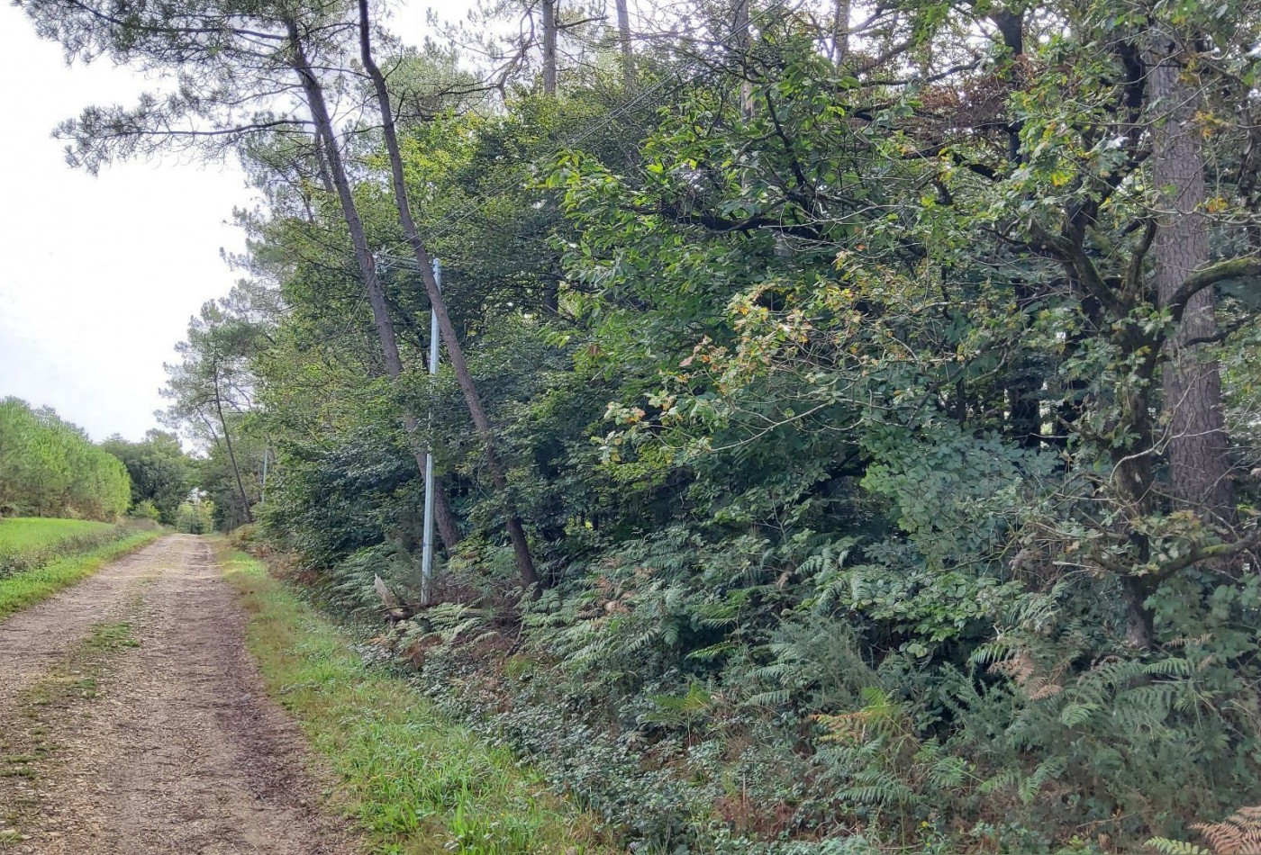 vente Terrain boisé – forêt Langon - Photo 6