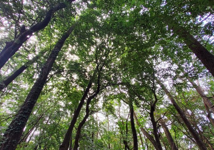 à vendre Terrain boisé – forêt Langon