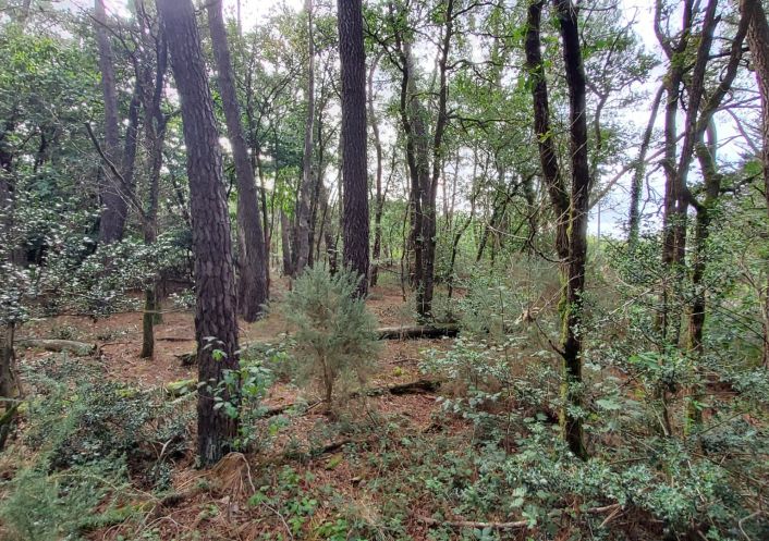 à vendre Terrain boisé – forêt Langon