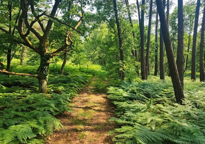 à vendre Terrain boisé – forêt Loye Sur Arnon