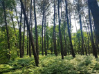 à vendre Terrain boisé – forêt Loye Sur Arnon