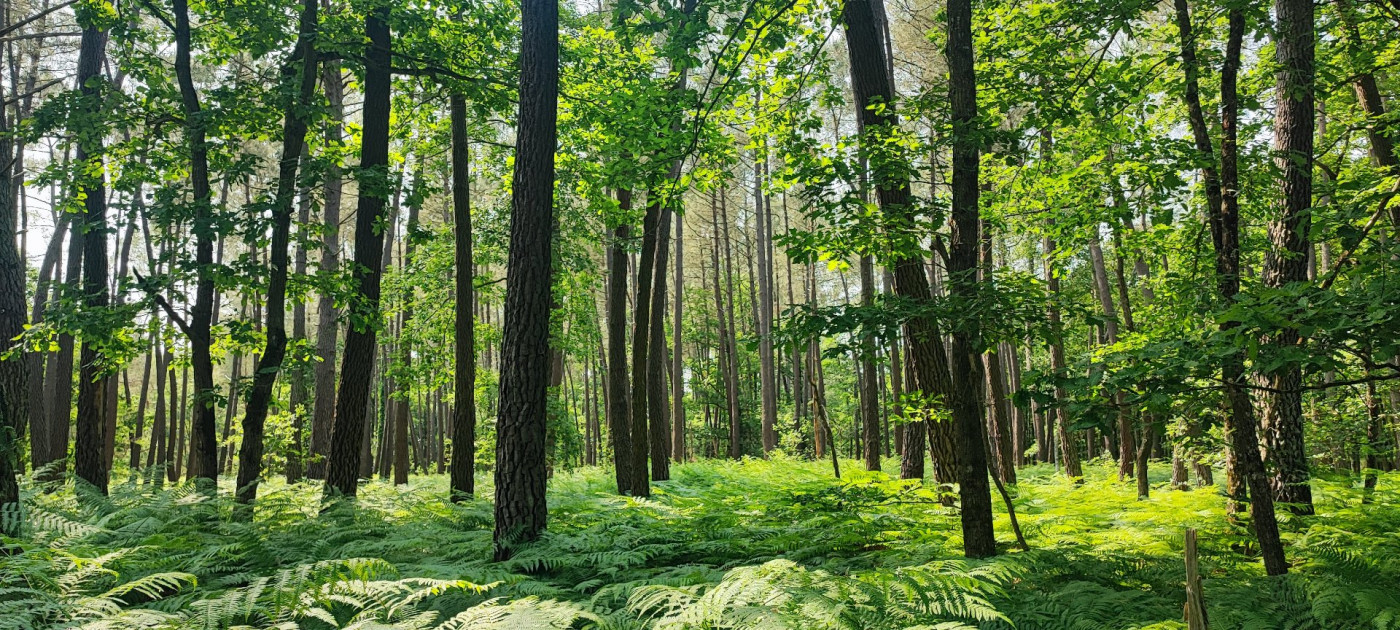 à vendre Terrain boisé – forêt Loye Sur Arnon - Photo 3