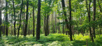 à vendre Terrain boisé – forêt Loye Sur Arnon