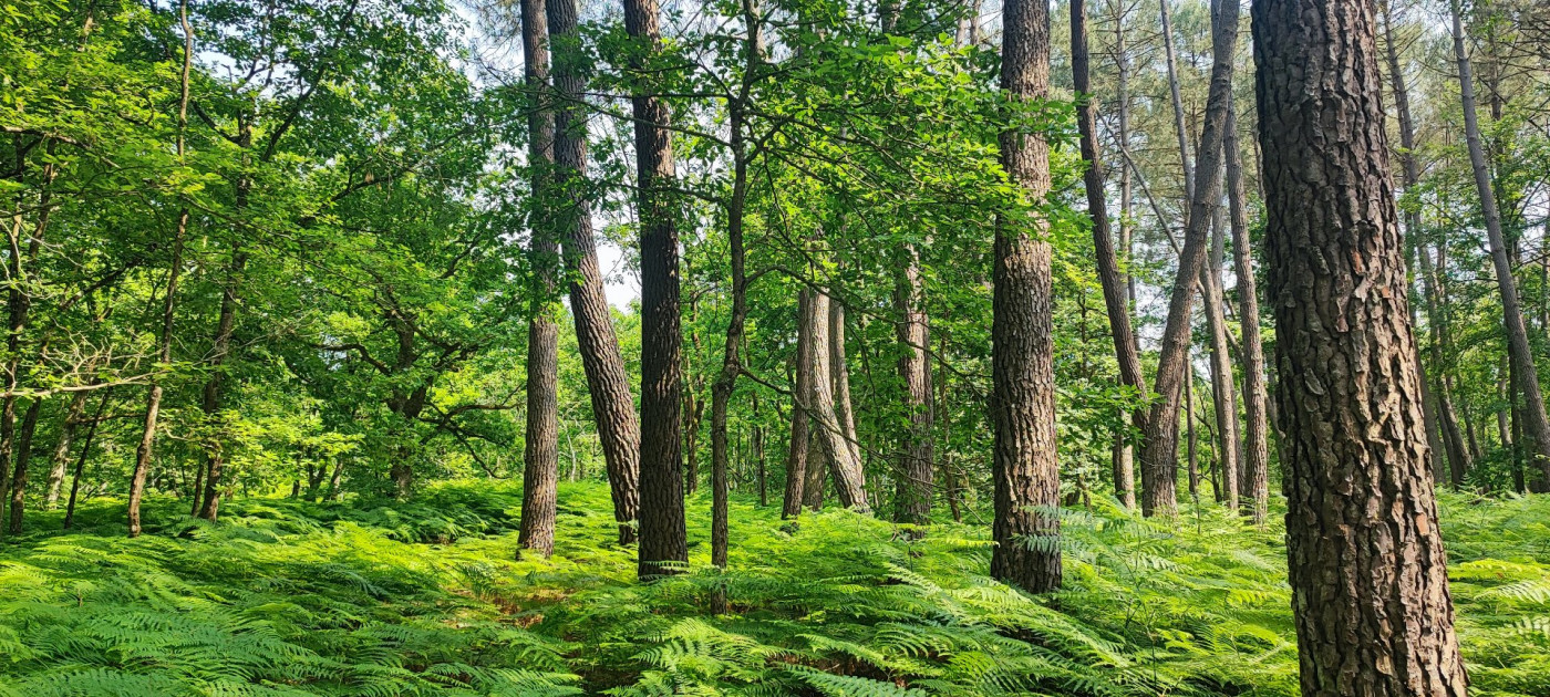 à vendre Terrain boisé – forêt Loye Sur Arnon - Photo 2