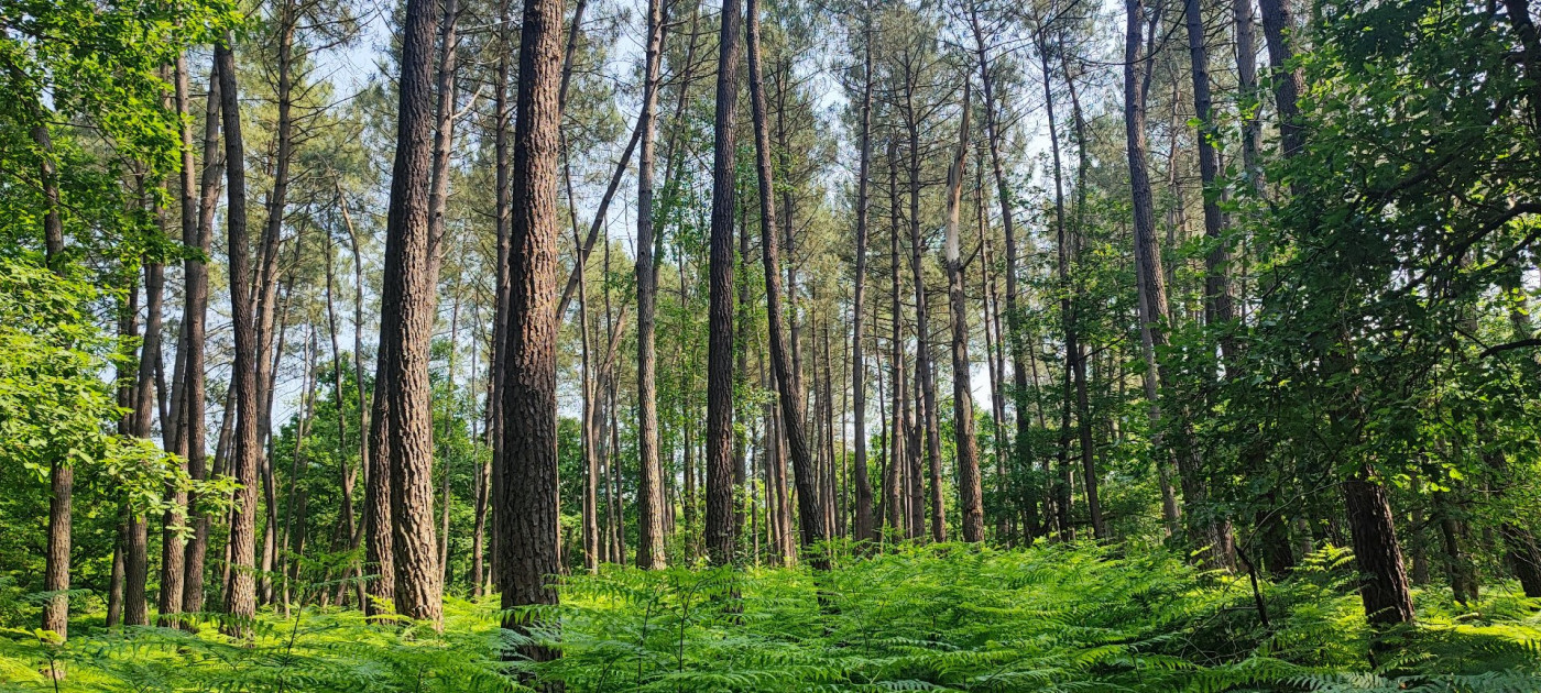 à vendre Terrain boisé – forêt Loye Sur Arnon - Photo 4