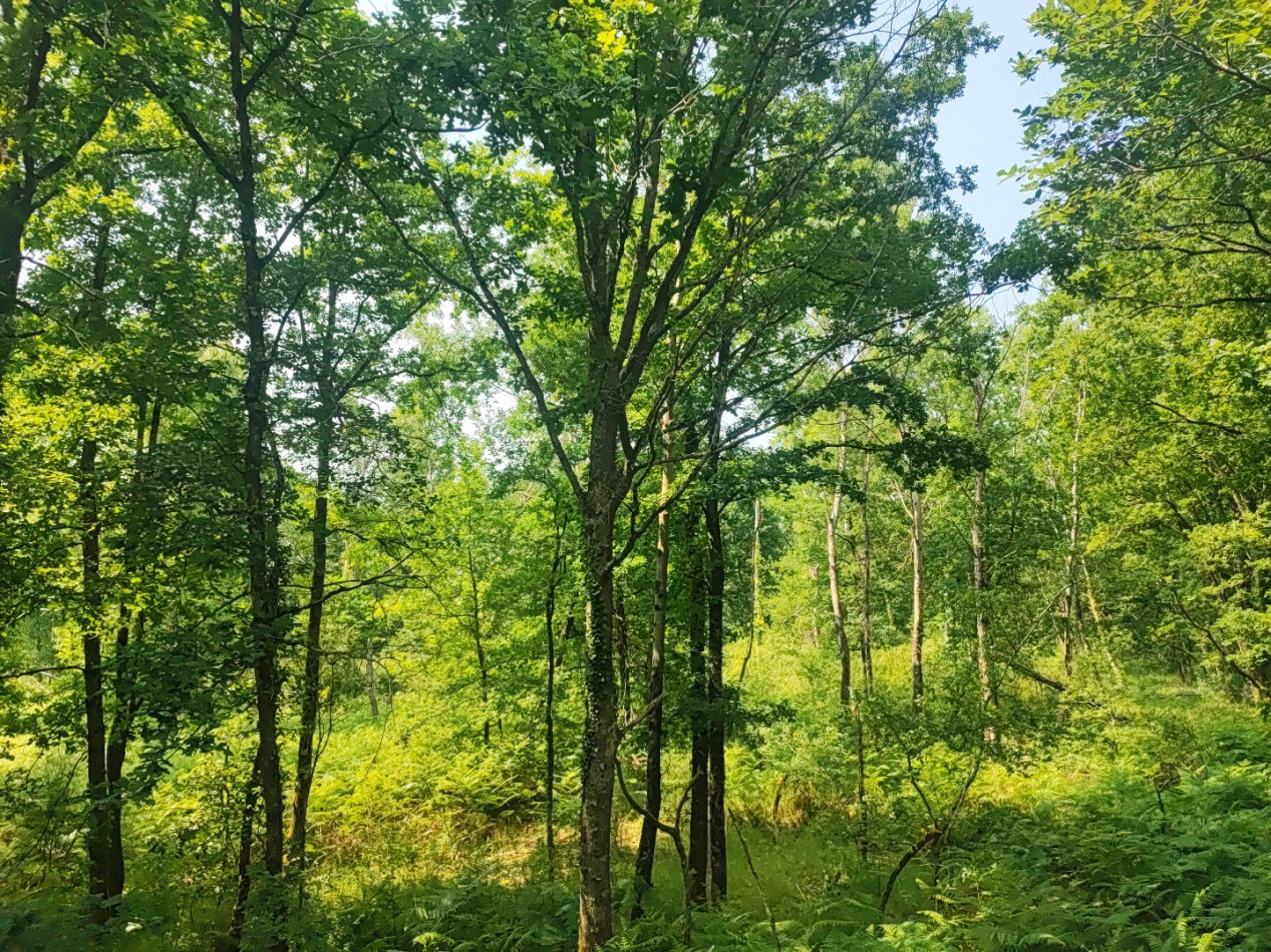 à vendre Terrain boisé – forêt Loye Sur Arnon - Photo 10