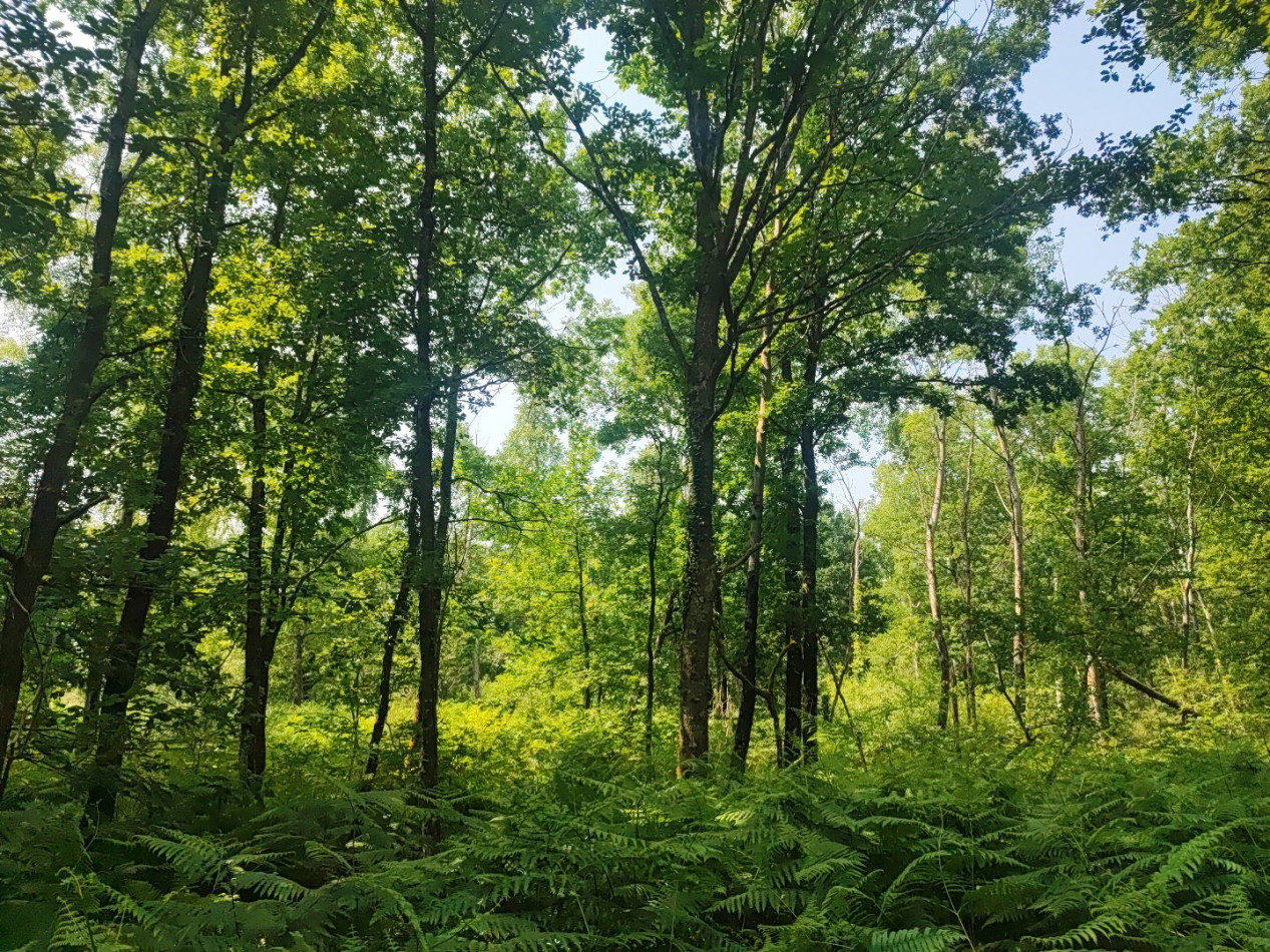 à vendre Terrain boisé – forêt Loye Sur Arnon - Photo 9