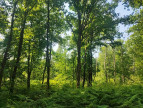 à vendre Terrain boisé – forêt Loye Sur Arnon