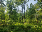 à vendre Terrain boisé – forêt Loye Sur Arnon