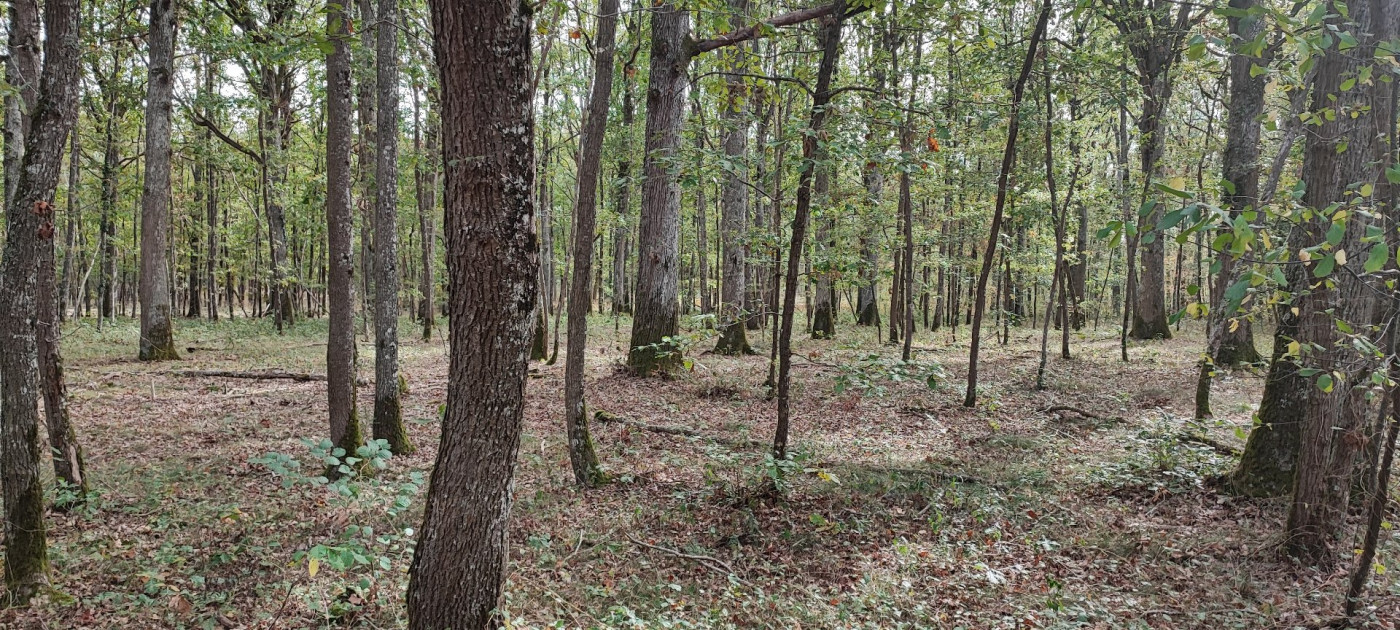à vendre Terrain boisé – forêt Loye Sur Arnon