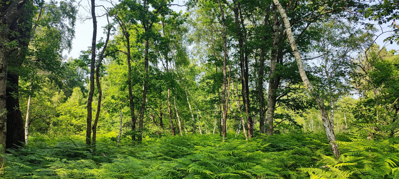 à vendre Terrain boisé – forêt Loye Sur Arnon - Photo 4