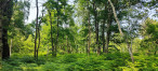 à vendre Terrain boisé – forêt Loye Sur Arnon
