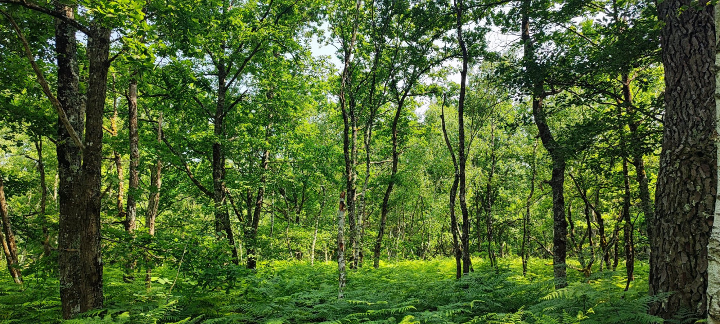 à vendre Terrain boisé – forêt Loye Sur Arnon - Photo 8