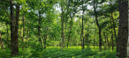à vendre Terrain boisé – forêt Loye Sur Arnon