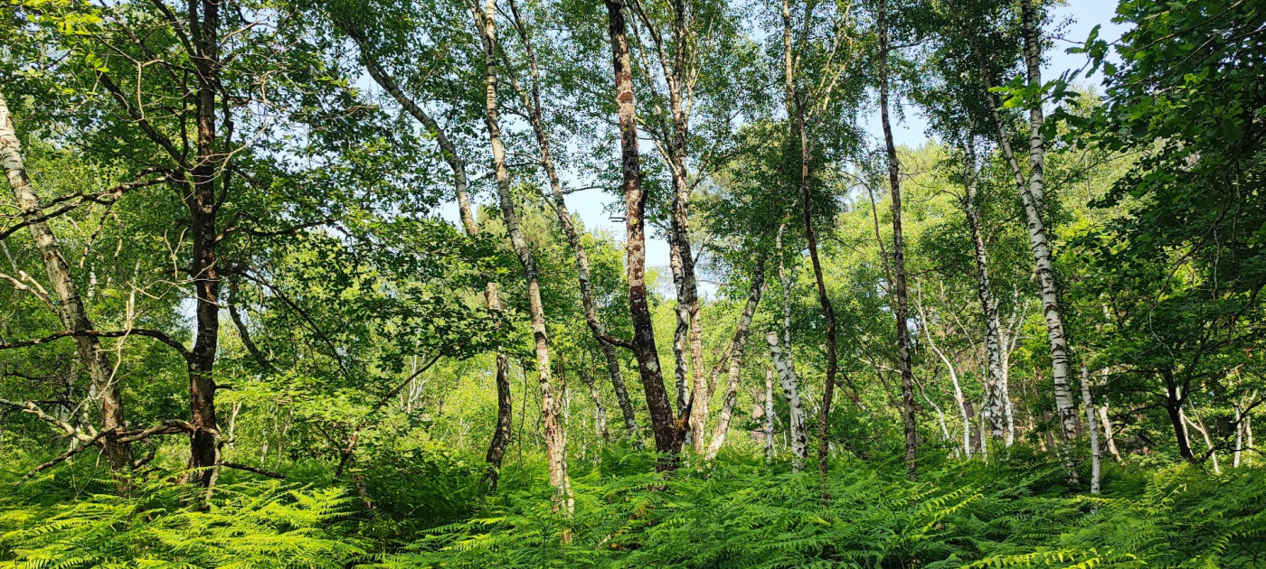 à vendre Terrain boisé – forêt Loye Sur Arnon - Photo 3