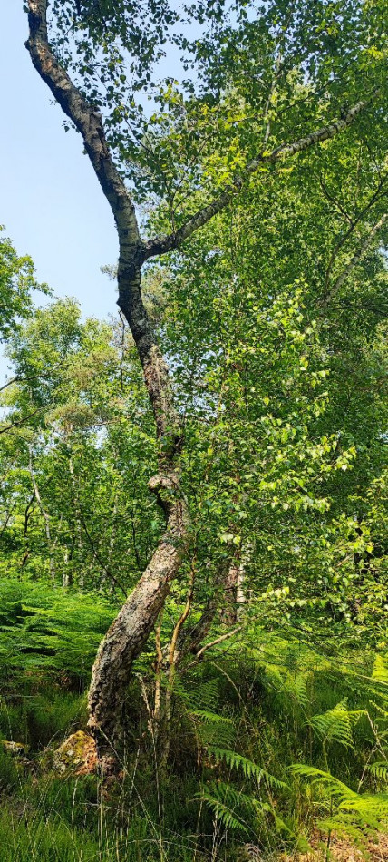 à vendre Terrain boisé – forêt Loye Sur Arnon - Photo 9