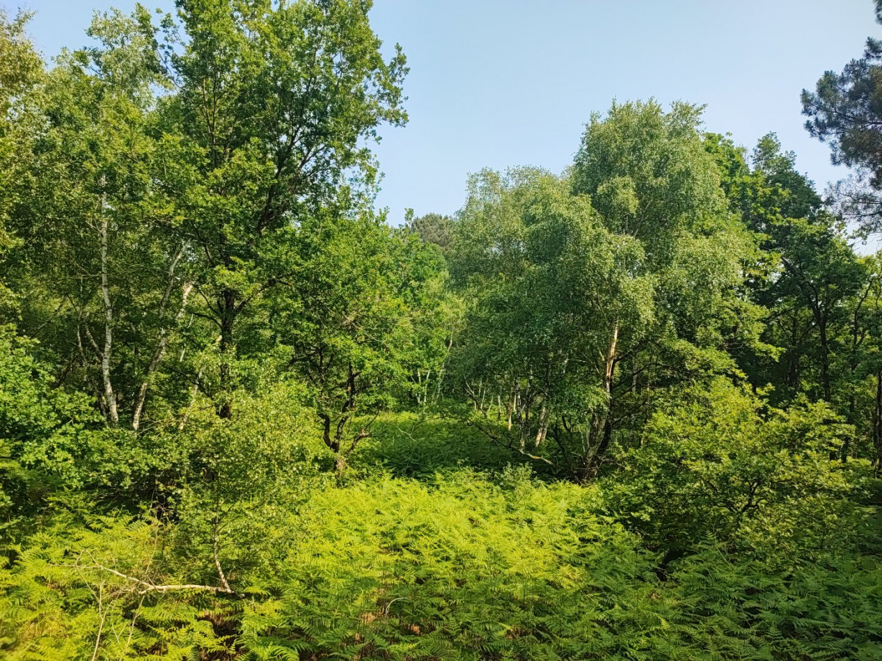 à vendre Terrain boisé – forêt Loye Sur Arnon - Photo 10