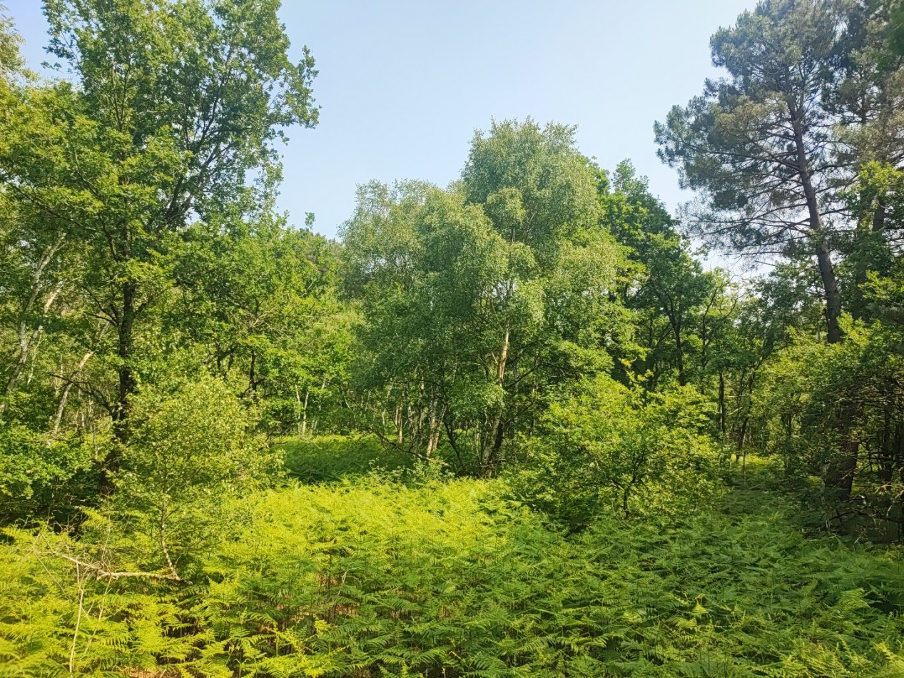à vendre Terrain boisé – forêt Loye Sur Arnon - Photo 6