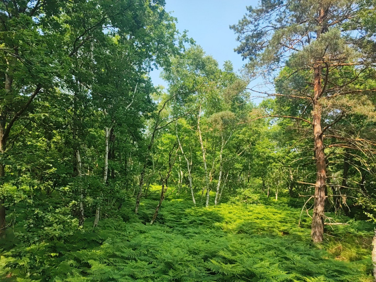 à vendre Terrain boisé – forêt Loye Sur Arnon - Photo 2
