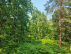 à vendre Terrain boisé – forêt Loye Sur Arnon