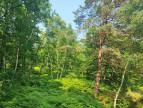 à vendre Terrain boisé – forêt Loye Sur Arnon
