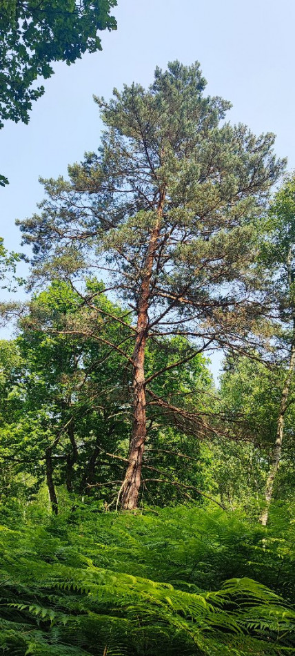 à vendre Terrain boisé – forêt Loye Sur Arnon - Photo 7