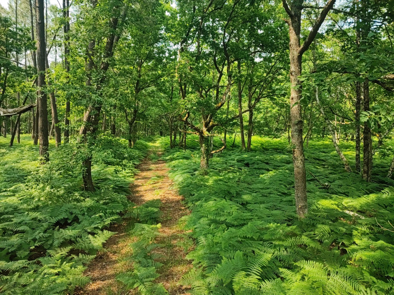 à vendre Terrain boisé – forêt Loye Sur Arnon - Photo 1