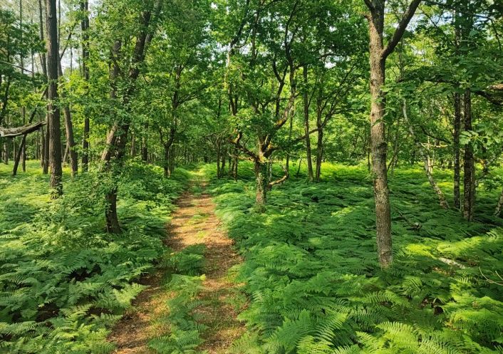 à vendre Terrain boisé – forêt Loye Sur Arnon