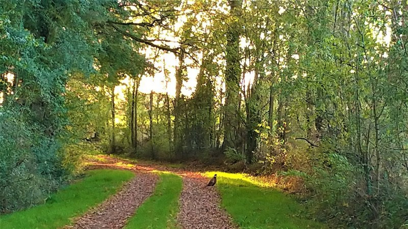 à vendre Terrain Jeu Les Bois - Photo 4