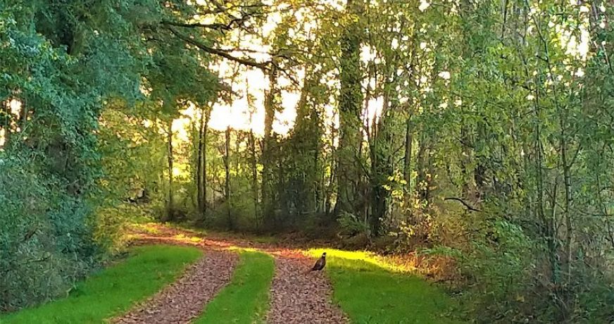 vente Terrain Jeu Les Bois