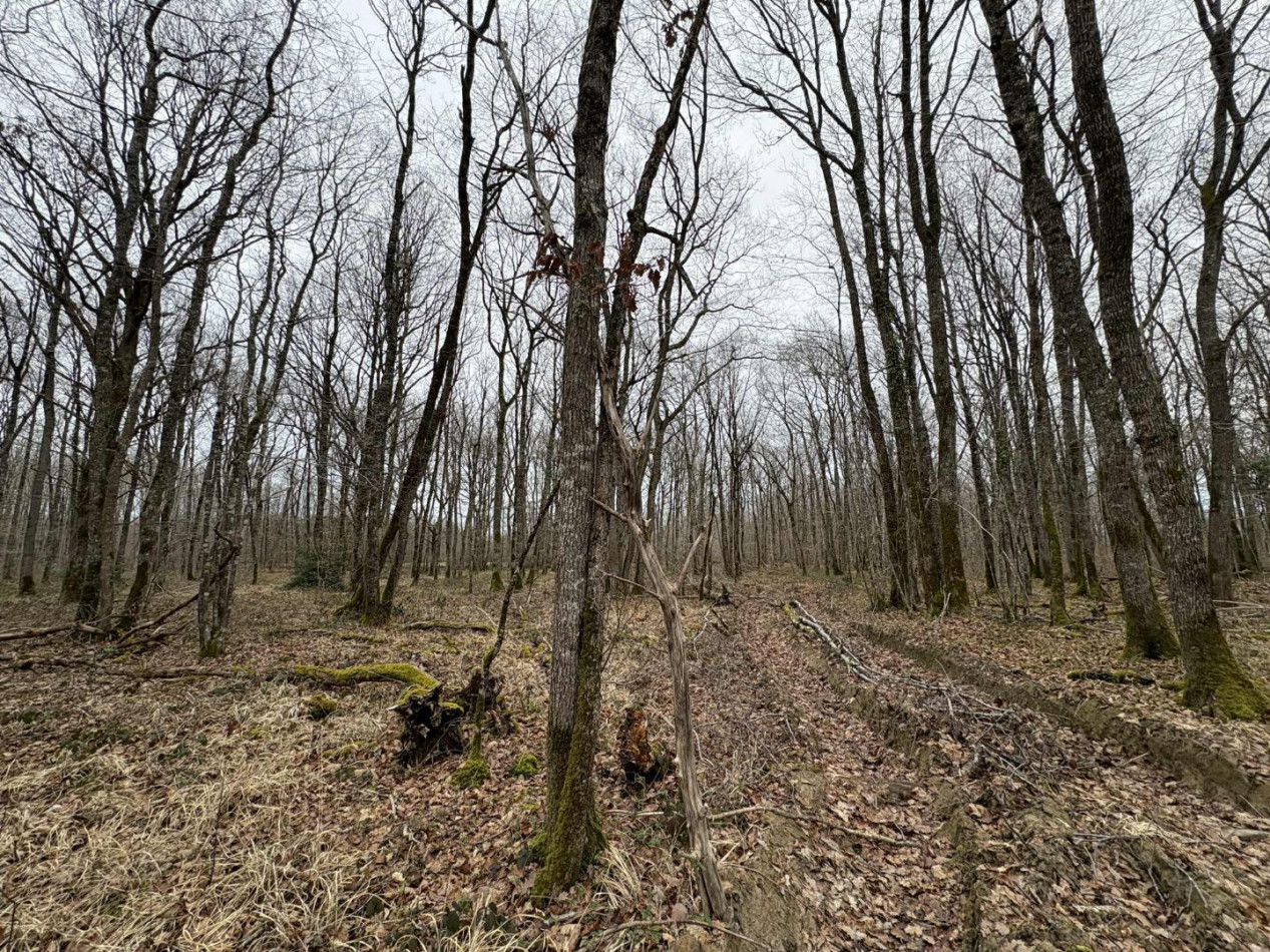 à vendre Terrain boisé – forêt Ardentes - Photo 4