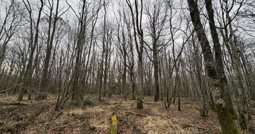 vente Terrain boisé – forêt Ardentes