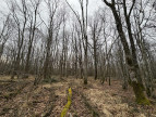 à vendre Terrain boisé – forêt Ardentes