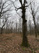 à vendre Terrain boisé – forêt Ardentes