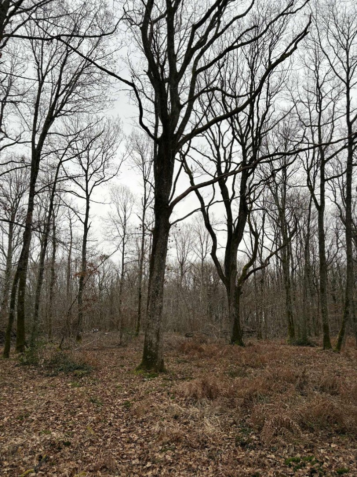 à vendre Terrain boisé – forêt Ardentes - Photo 7