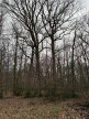 à vendre Terrain boisé – forêt Ardentes