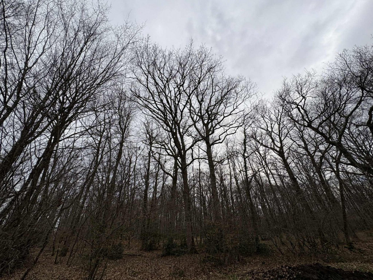 à vendre Terrain boisé – forêt Ardentes - Photo 1