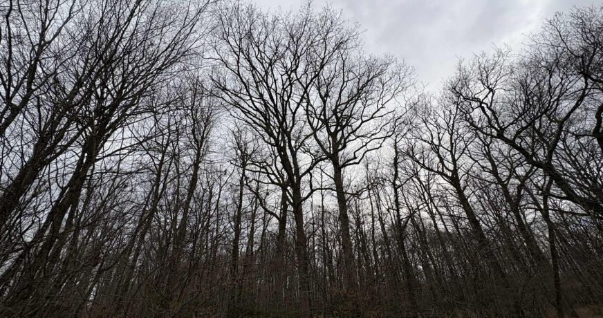vente Terrain boisé – forêt Ardentes